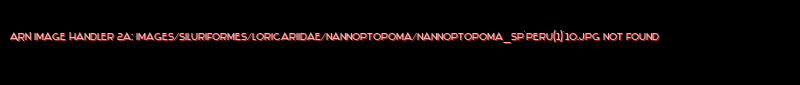 Nannoptopoma sp. `PERU(1)`